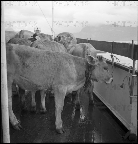 Cattle transport on the Lake Lucerne, 1941.