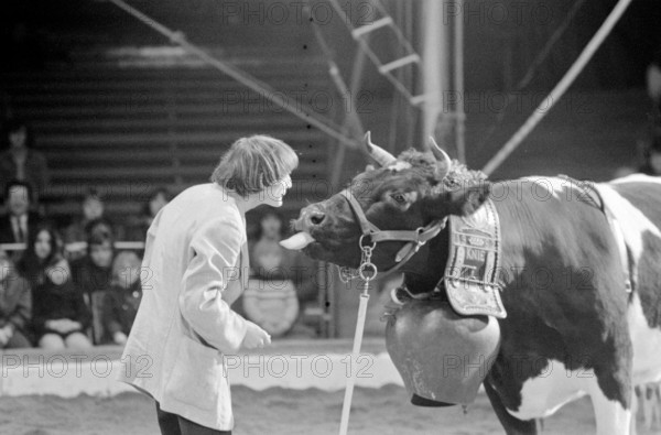 Circus Knie 1973: cow putting its tongue at clown Dimitri.