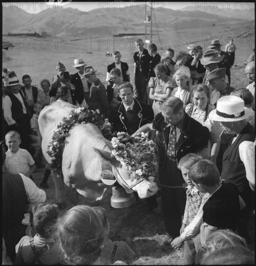 Decorated cow at cheese donation in the Turtmanntal valley, Switzerland, 1940.