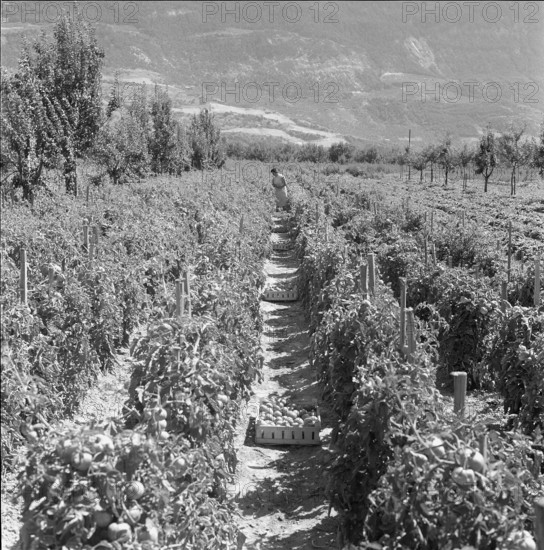Plantation of tomatoes, 1962.