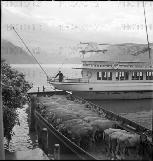 Cattle transport on the Lake Lucerne, 1941.