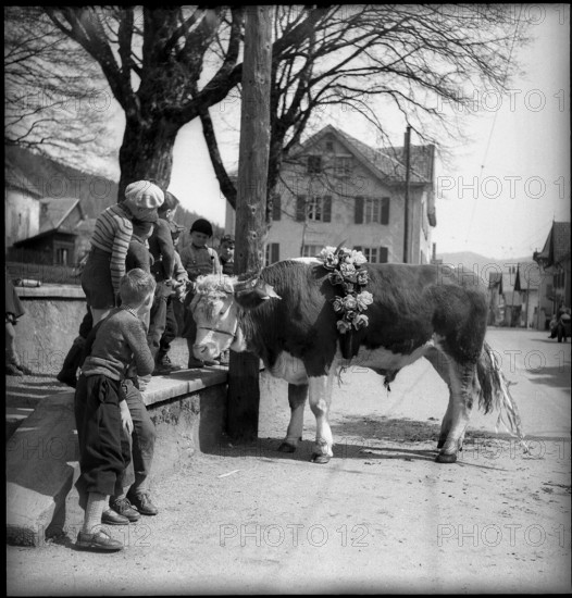 Bull in Valais village, 1954