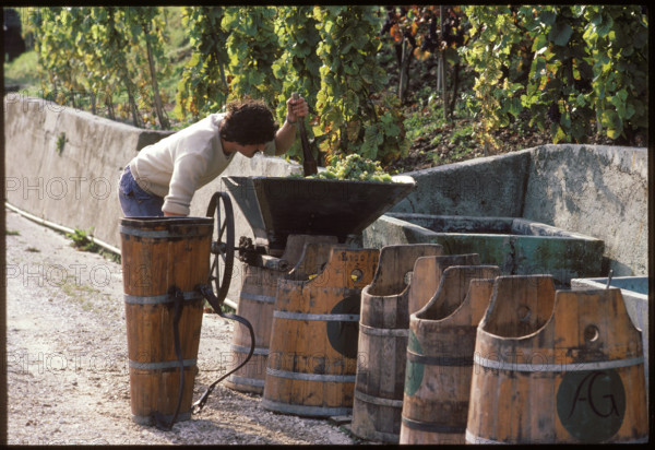 Winegrower mashes freshly harvested grapes 1983