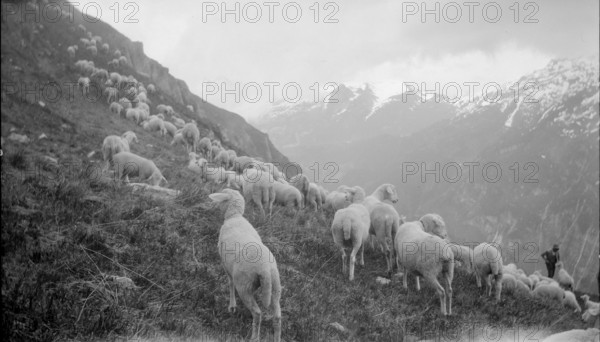 Flock of sheep in the Haslital, 1941