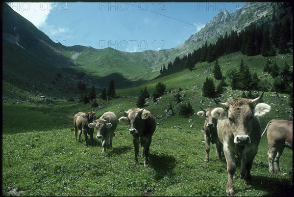 Cows on alpine pasture