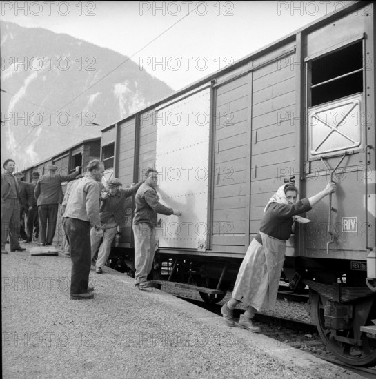 Goats infected by the Malta fever are being removed, 1958