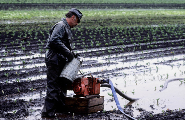 flood area, field under water in Zealand, 1983
