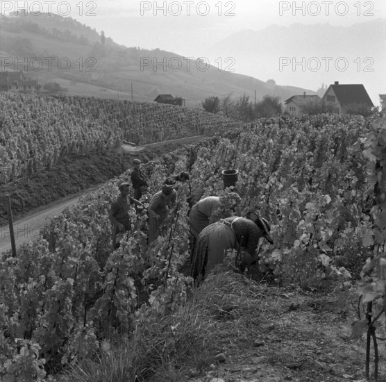 Vintage in Riex in the Lavaux, 1957