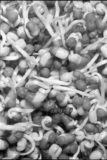 Wheat germ 1969