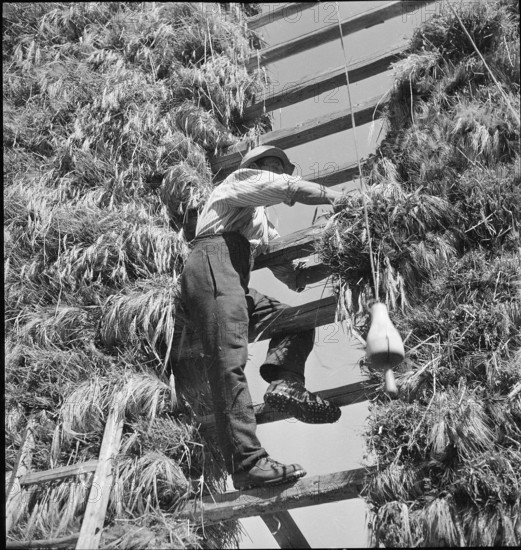 WW 2: grain crop, harvest in Tschamut 1941