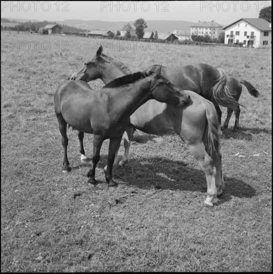 50th Marché-Concours Saignelégier, pasture, 1953