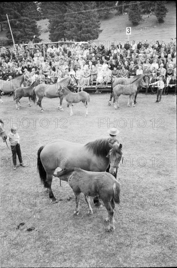 62nd Marché-Concours Saignelégier, mare and foal, 1965