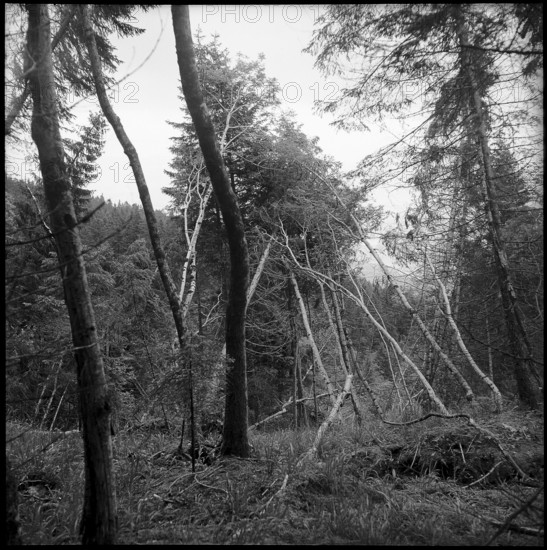Landslide area Gurnigelwald, damaged wood; 1951