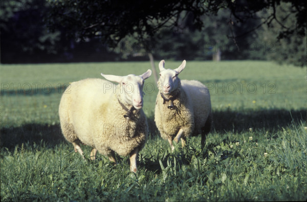Sheep at pasture