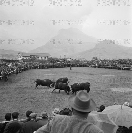 Cow fights in the Valais, 1957