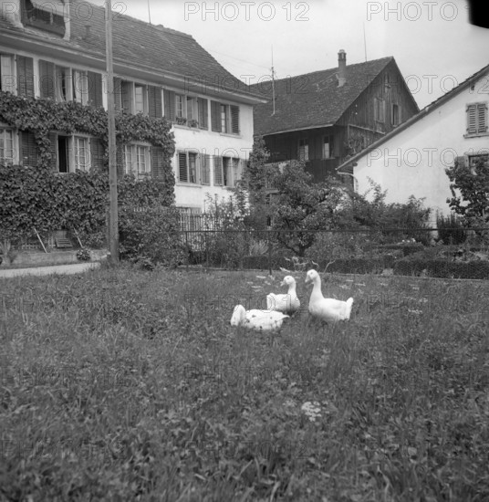 Geese in Hombrechtikon; 1946
