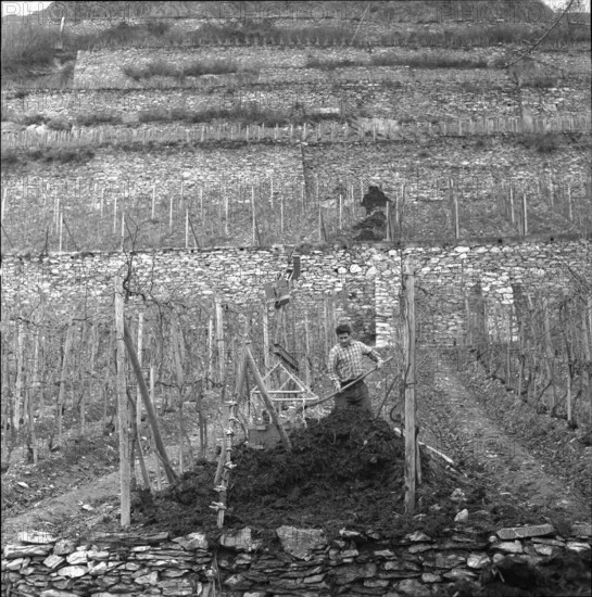 Aerial cableway in a vineyard near Saint-Léonard, 1961