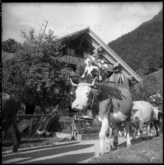 Alpabzug in the Justistal Valley, 1958