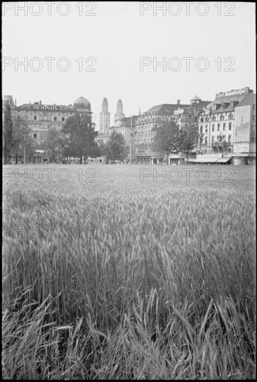 Cornfield, growing of cereals in the city; 1941