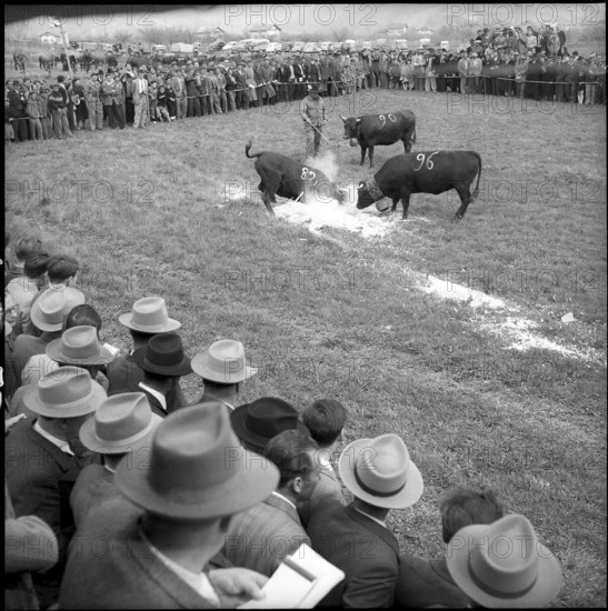 Cow fights in the Valais, 1954