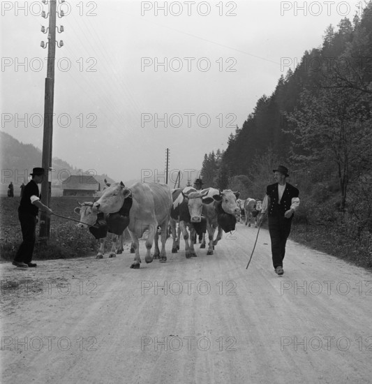 Driving the cattle to the summer alps, 1940