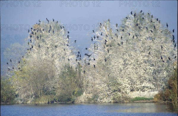 Common cormorants on tree, Wurmsbach 1984