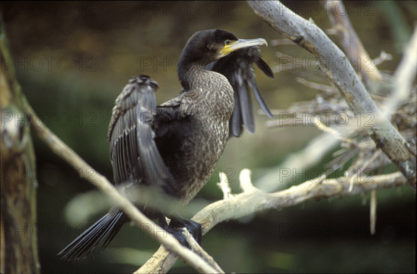 Common cormorant drying his feathers 1984