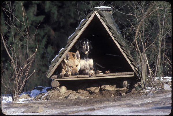 Dogs in a Shelter 1984