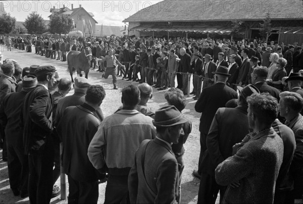 63rd Marché Concours Saignelégier, 1966