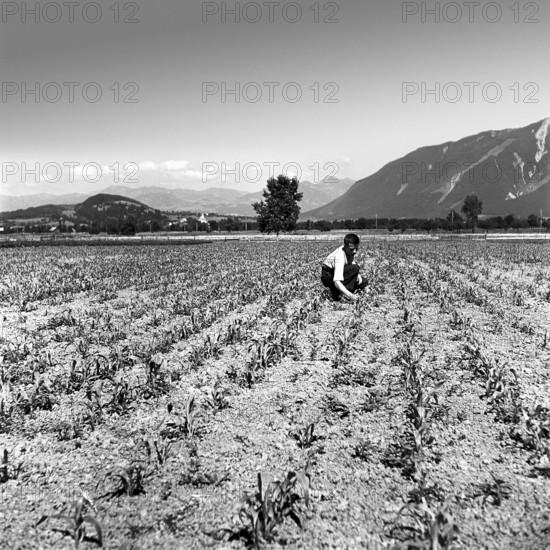 Farmer in rice field around 1940