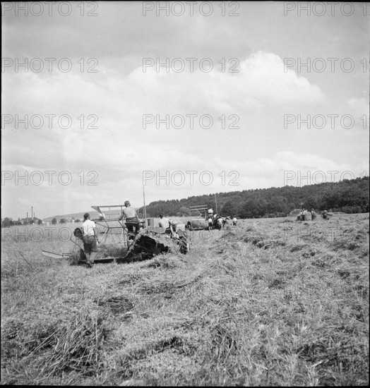 WW2: oat crop, common land 1942