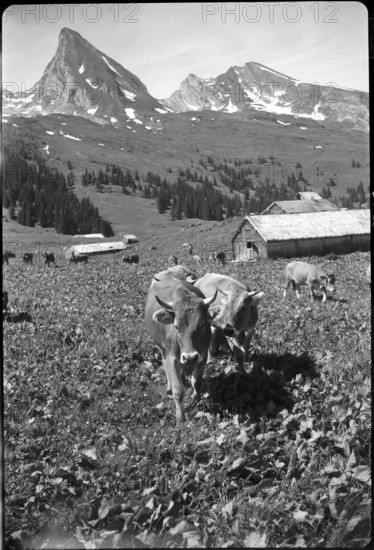 Saanen 1940; Cattle on the willow