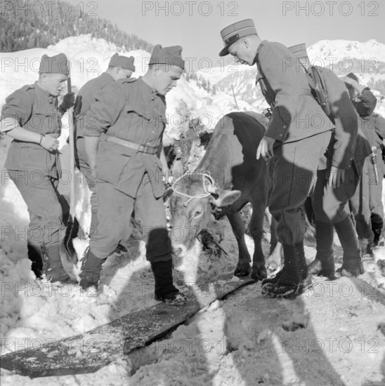 Airolo 1951, Evacuation of a cow