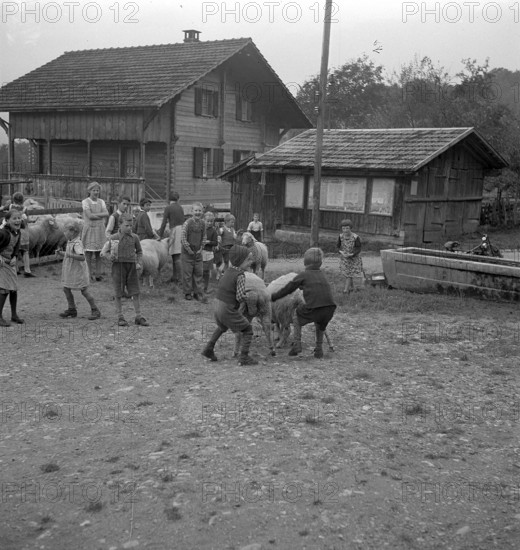 Separation of the sheep in autumn, 1941