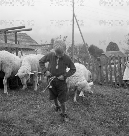 Separation of the sheep in autumn, 1941