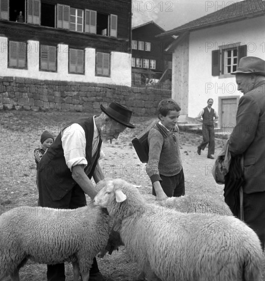 Separation of the sheep in autumn, 1941