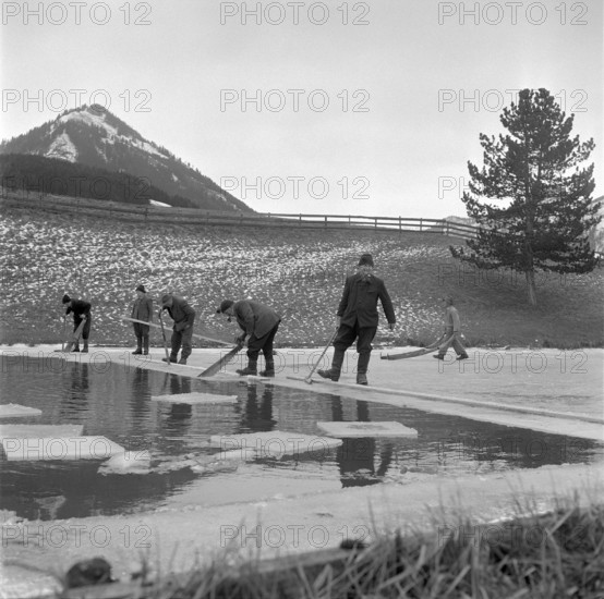 Workers Providing Ice for the Schützengarten Brewery, 1957
