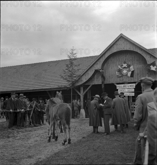 38th Marché-Concours Saignelégier, mare with foal, 1941