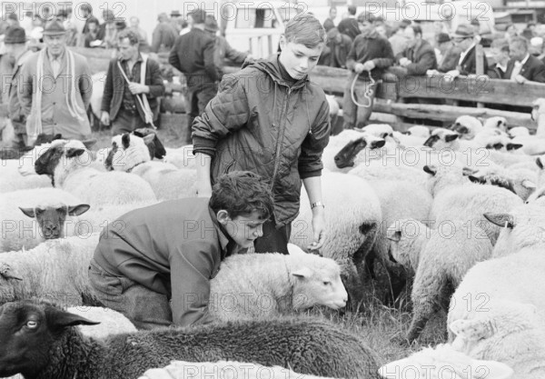 Separation of the sheep in autumn, Riffenmatt 1969