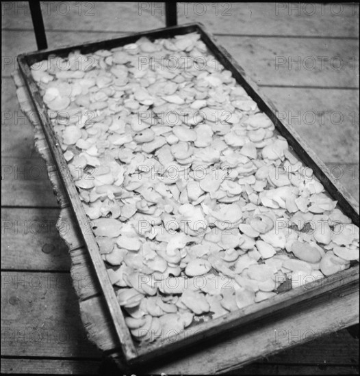 Sliced potatoes on baking tray; 1941