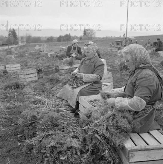 Women harvesting carrots in the canton of Vaud, 1957