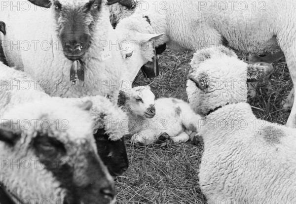 Sheep in Riffenmatt 1969