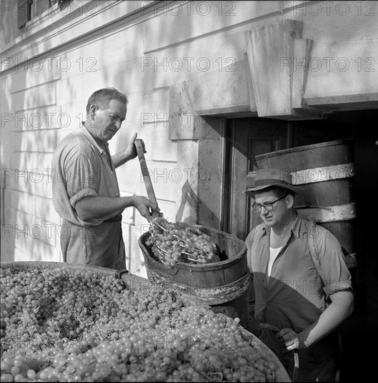 Vintage in Riex in the Lavaux, 1957