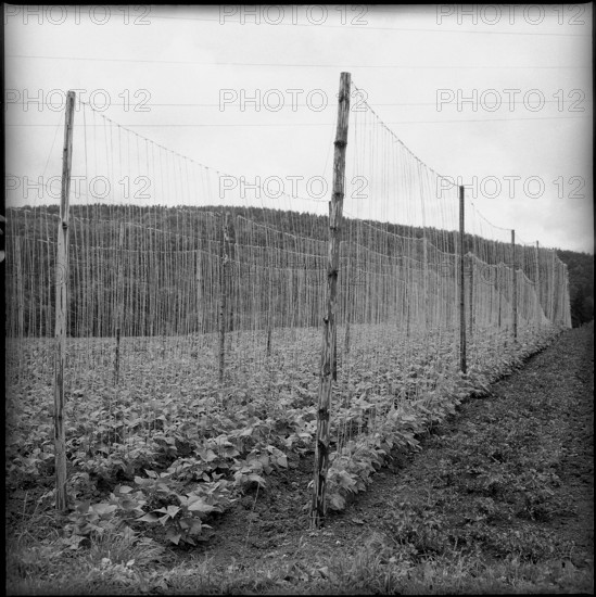 Runner bean: research institute of ETH, Kemptthal 1958