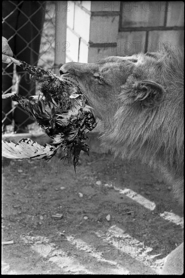 Feeding lion with poultry 1970