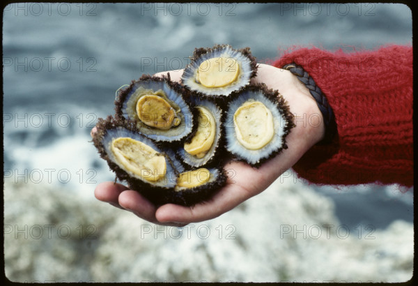 Mussels from the Atlantic, Azores 1984