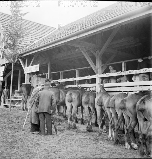 38th Marché-Concours Saignelégier, foals, 1941
