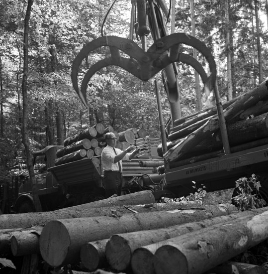 transport of tree trunks with crane