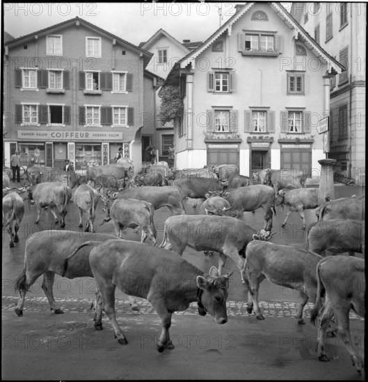 Cattle transport to the mountain pastures, 1941