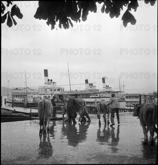 Cattle transport on the Lake Lucerne, 1941